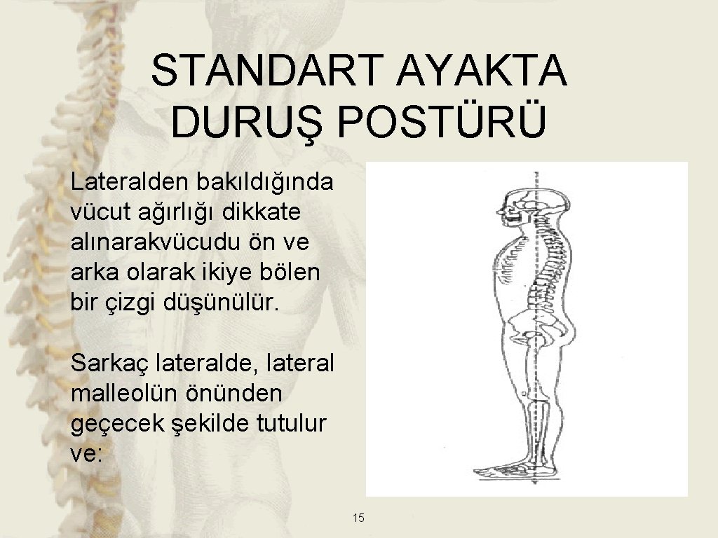 STANDART AYAKTA DURUŞ POSTÜRÜ Lateralden bakıldığında vücut ağırlığı dikkate alınarakvücudu ön ve arka olarak STANDART AYAKTA DURUŞ POSTÜRÜ Lateralden bakıldığında vücut ağırlığı dikkate alınarakvücudu ön ve arka olarak