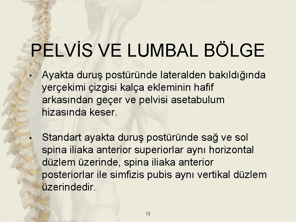 PELVİS VE LUMBAL BÖLGE • Ayakta duruş postüründe lateralden bakıldığında yerçekimi çizgisi kalça ekleminin PELVİS VE LUMBAL BÖLGE • Ayakta duruş postüründe lateralden bakıldığında yerçekimi çizgisi kalça ekleminin