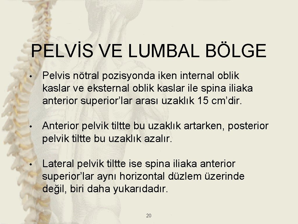 PELVİS VE LUMBAL BÖLGE • Pelvis nötral pozisyonda iken internal oblik kaslar ve eksternal PELVİS VE LUMBAL BÖLGE • Pelvis nötral pozisyonda iken internal oblik kaslar ve eksternal
