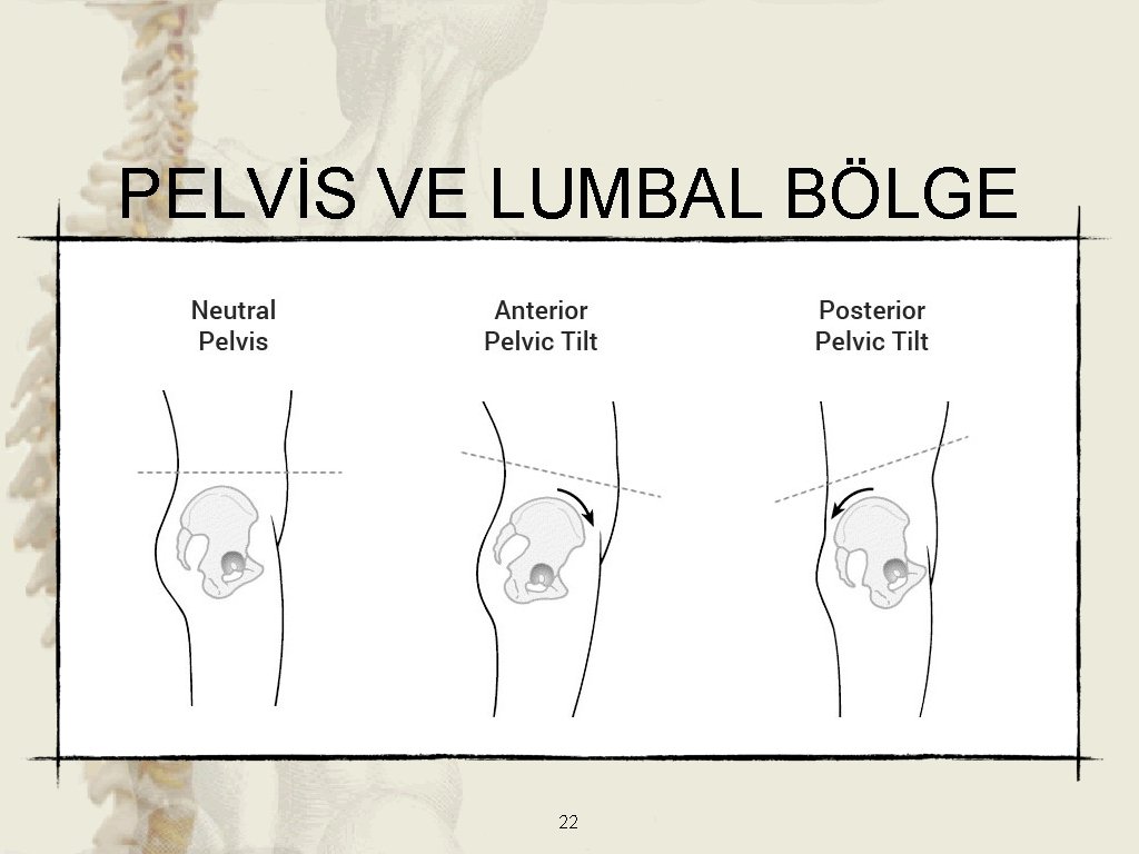 PELVİS VE LUMBAL BÖLGE 22 PELVİS VE LUMBAL BÖLGE 22