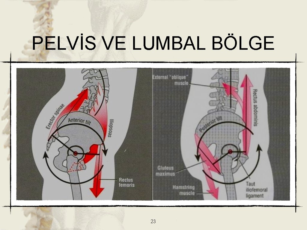 PELVİS VE LUMBAL BÖLGE 23 PELVİS VE LUMBAL BÖLGE 23