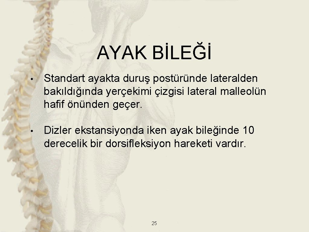AYAK BİLEĞİ • Standart ayakta duruş postüründe lateralden bakıldığında yerçekimi çizgisi lateral malleolün hafif AYAK BİLEĞİ • Standart ayakta duruş postüründe lateralden bakıldığında yerçekimi çizgisi lateral malleolün hafif