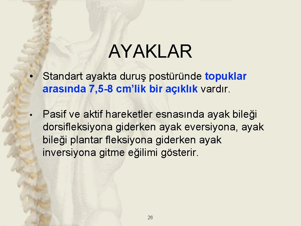 AYAKLAR • Standart ayakta duruş postüründe topuklar arasında 7, 5 -8 cm’lik bir açıklık AYAKLAR • Standart ayakta duruş postüründe topuklar arasında 7, 5 -8 cm’lik bir açıklık