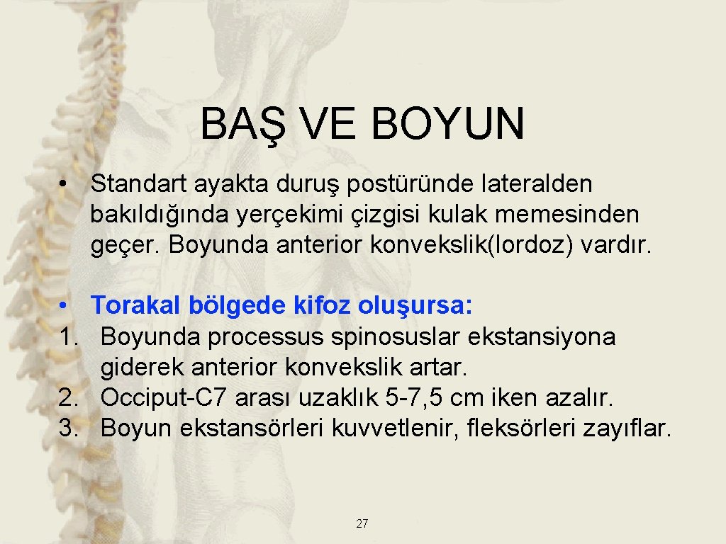 BAŞ VE BOYUN • Standart ayakta duruş postüründe lateralden bakıldığında yerçekimi çizgisi kulak memesinden BAŞ VE BOYUN • Standart ayakta duruş postüründe lateralden bakıldığında yerçekimi çizgisi kulak memesinden