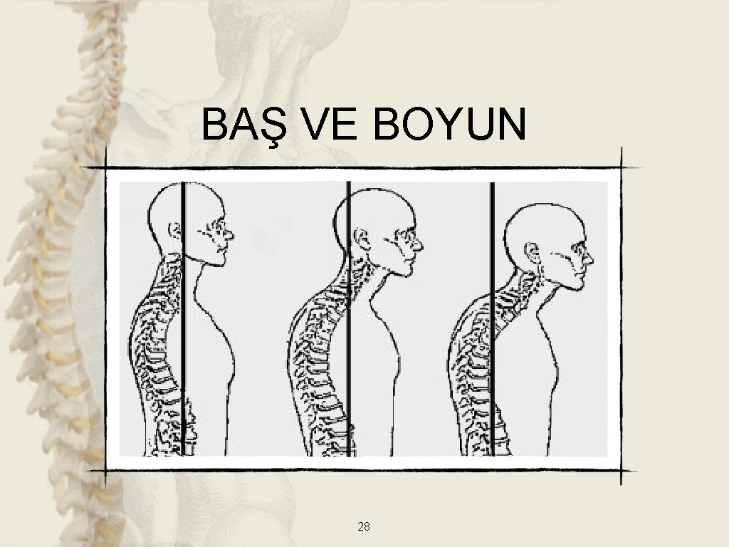 BAŞ VE BOYUN 28 BAŞ VE BOYUN 28