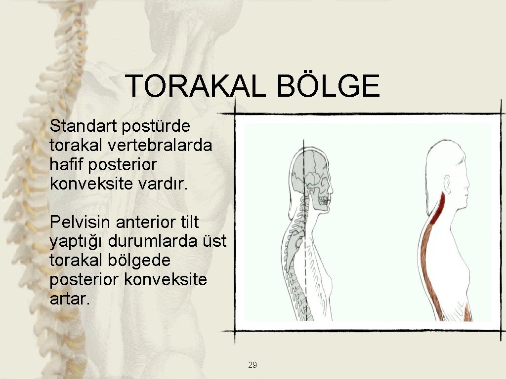 TORAKAL BÖLGE Standart postürde torakal vertebralarda hafif posterior konveksite vardır. Pelvisin anterior tilt yaptığı TORAKAL BÖLGE Standart postürde torakal vertebralarda hafif posterior konveksite vardır. Pelvisin anterior tilt yaptığı
