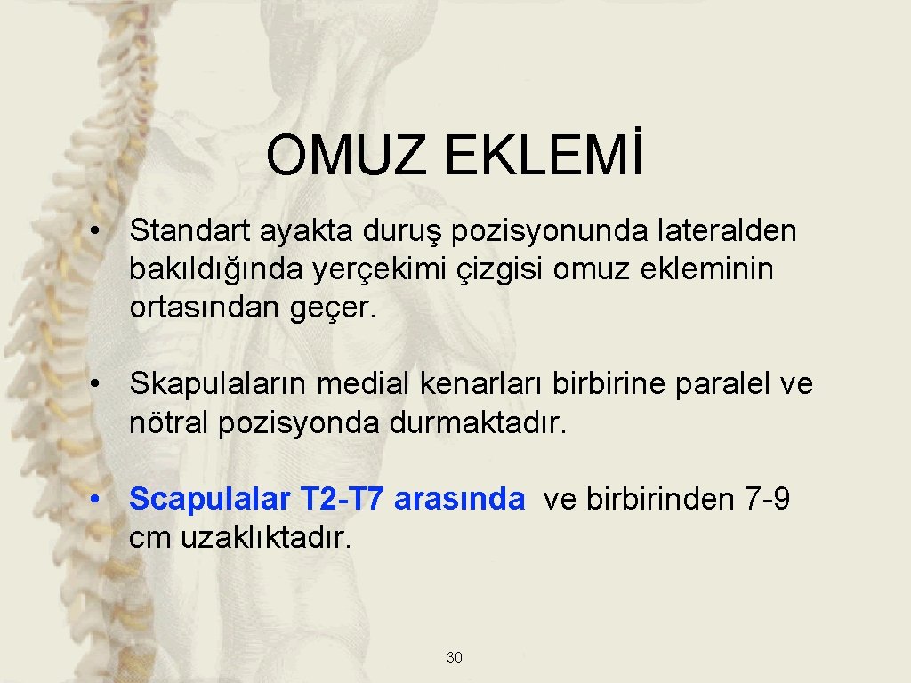 OMUZ EKLEMİ • Standart ayakta duruş pozisyonunda lateralden bakıldığında yerçekimi çizgisi omuz ekleminin ortasından OMUZ EKLEMİ • Standart ayakta duruş pozisyonunda lateralden bakıldığında yerçekimi çizgisi omuz ekleminin ortasından