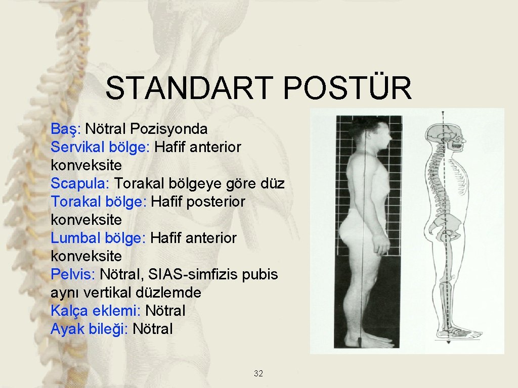 STANDART POSTÜR Baş: Nötral Pozisyonda Servikal bölge: Hafif anterior konveksite Scapula: Torakal bölgeye göre STANDART POSTÜR Baş: Nötral Pozisyonda Servikal bölge: Hafif anterior konveksite Scapula: Torakal bölgeye göre