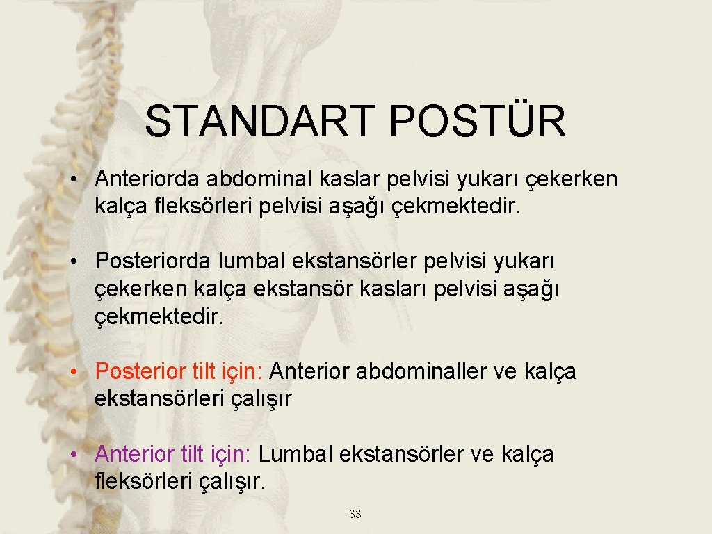 STANDART POSTÜR • Anteriorda abdominal kaslar pelvisi yukarı çekerken kalça fleksörleri pelvisi aşağı çekmektedir. STANDART POSTÜR • Anteriorda abdominal kaslar pelvisi yukarı çekerken kalça fleksörleri pelvisi aşağı çekmektedir.