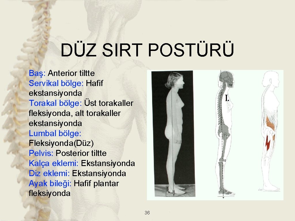 DÜZ SIRT POSTÜRÜ Baş: Anterior tiltte Servikal bölge: Hafif ekstansiyonda Torakal bölge: Üst torakaller DÜZ SIRT POSTÜRÜ Baş: Anterior tiltte Servikal bölge: Hafif ekstansiyonda Torakal bölge: Üst torakaller