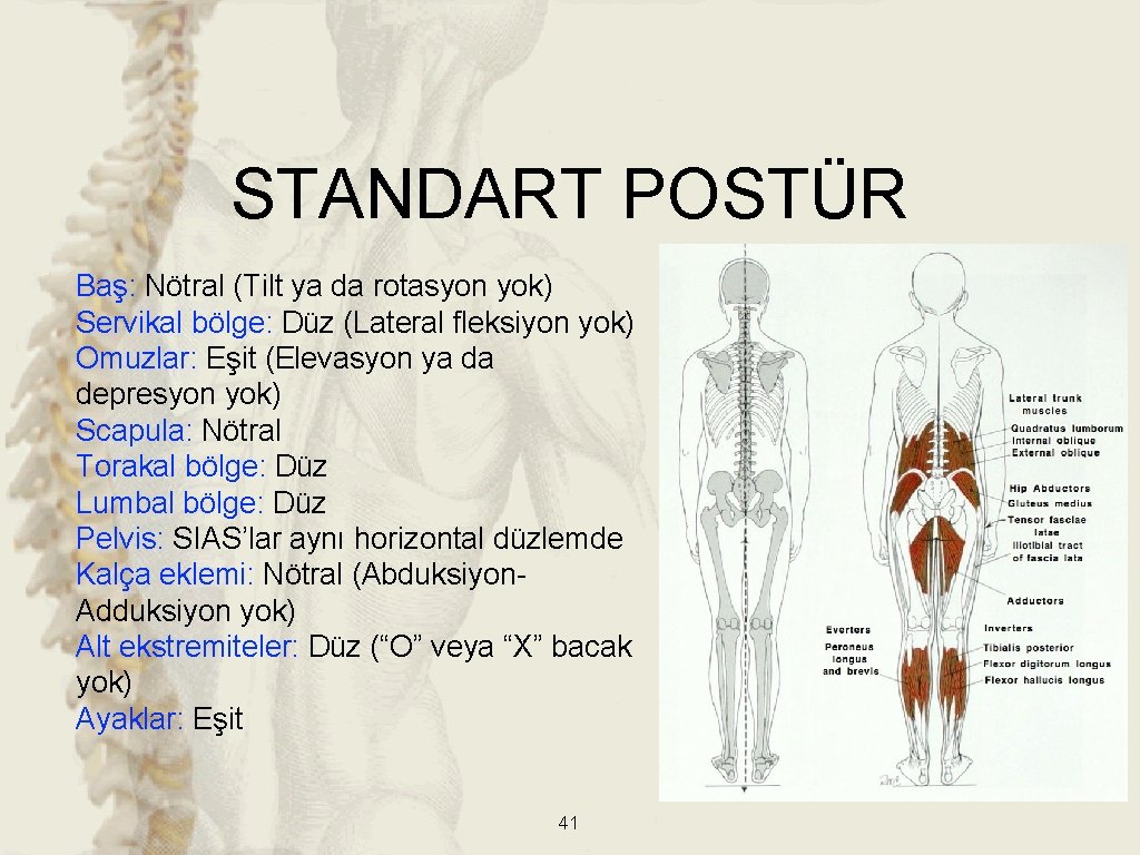 STANDART POSTÜR Baş: Nötral (Tilt ya da rotasyon yok) Servikal bölge: Düz (Lateral fleksiyon STANDART POSTÜR Baş: Nötral (Tilt ya da rotasyon yok) Servikal bölge: Düz (Lateral fleksiyon