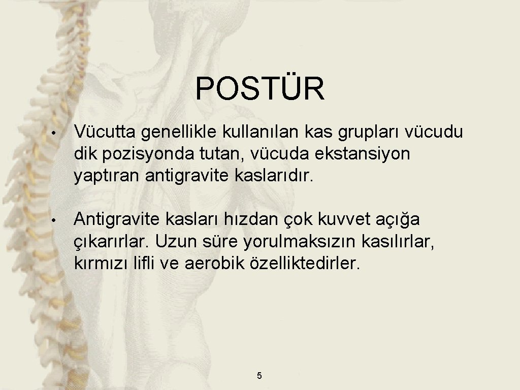 POSTÜR • Vücutta genellikle kullanılan kas grupları vücudu dik pozisyonda tutan, vücuda ekstansiyon yaptıran POSTÜR • Vücutta genellikle kullanılan kas grupları vücudu dik pozisyonda tutan, vücuda ekstansiyon yaptıran