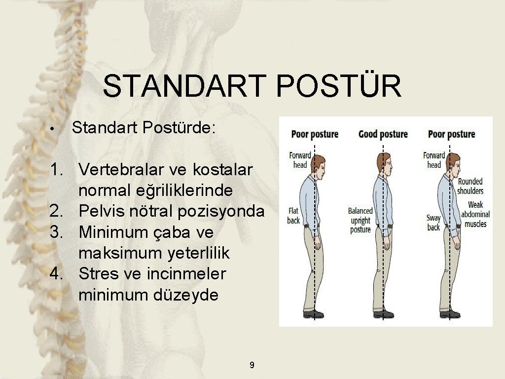 STANDART POSTÜR • Standart Postürde: 1. Vertebralar ve kostalar normal eğriliklerinde 2. Pelvis nötral STANDART POSTÜR • Standart Postürde: 1. Vertebralar ve kostalar normal eğriliklerinde 2. Pelvis nötral