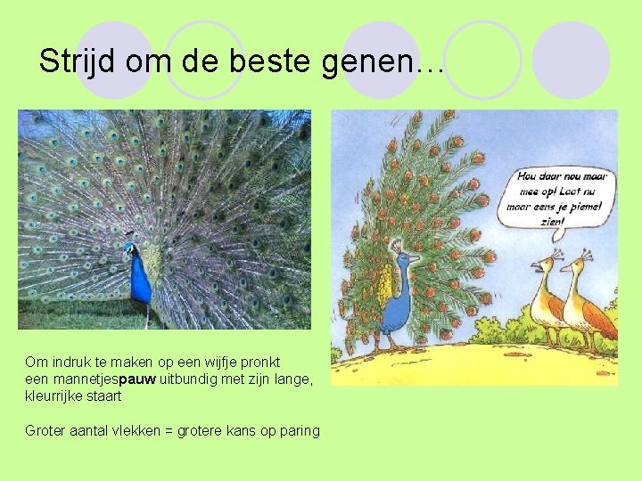 Strijd om de beste genen… Om indruk te maken op een wijfje pronkt een