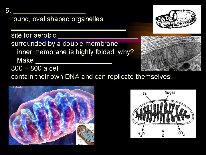 6. __________ round, oval shaped organelles _______________ site for aerobic ___________ surrounded by a