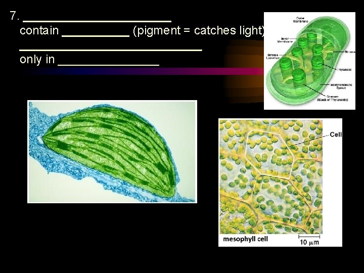 7. ___________ contain _____ (pigment = catches light) ______________ only in ________ 