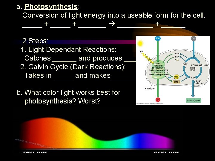 a. Photosynthesis: Conversion of light energy into a useable form for the cell. _____
