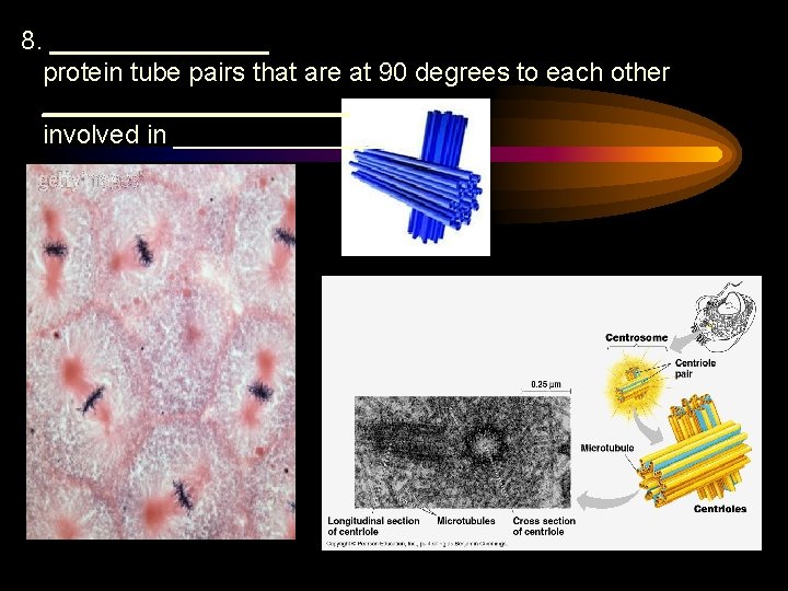 8. ________ protein tube pairs that are at 90 degrees to each other ___________
