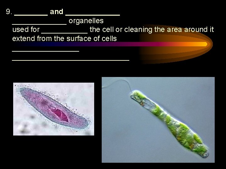 9. ____ and _____________ organelles used for ______ the cell or cleaning the area