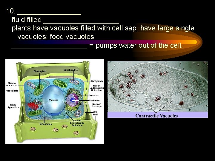 10. ________ fluid filled __________ plants have vacuoles filled with cell sap, have large