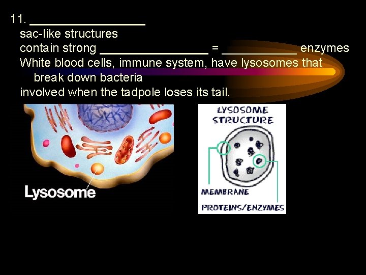 11. _________ sac-like structures contain strong ________ = ______ enzymes White blood cells, immune
