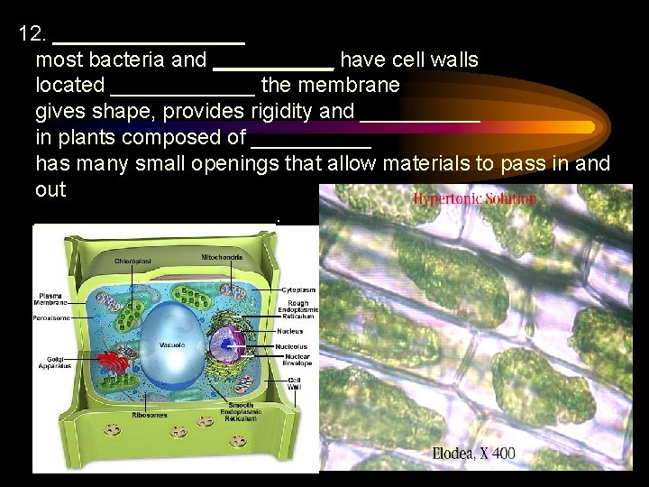 12. ________ most bacteria and _____ have cell walls located ______ the membrane gives