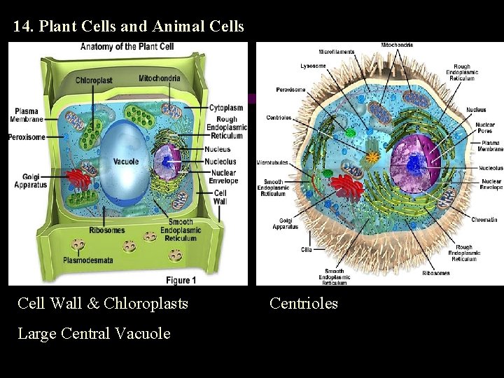 14. Plant Cells and Animal Cells Cell Wall & Chloroplasts Large Central Vacuole Centrioles