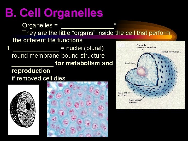B. Cell Organelles = “________” They are the little “organs” inside the cell that
