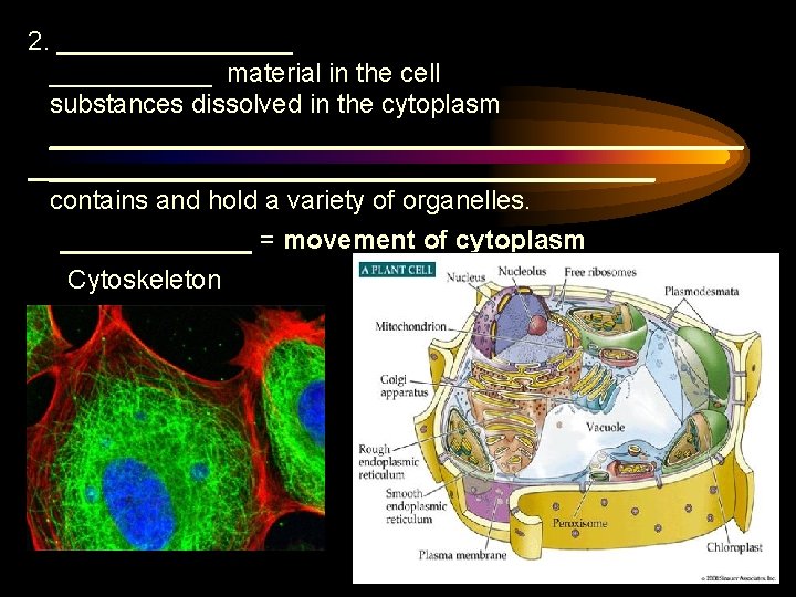 2. ________ material in the cell substances dissolved in the cytoplasm ________________________ contains and