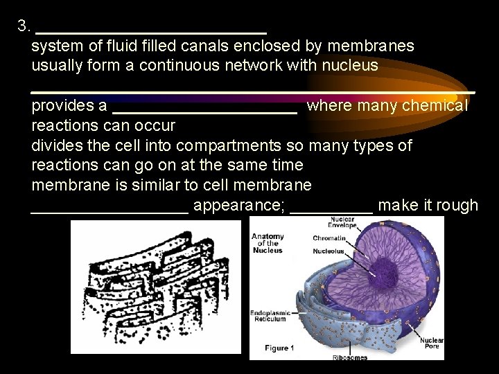 3. _____________ system of fluid filled canals enclosed by membranes usually form a continuous
