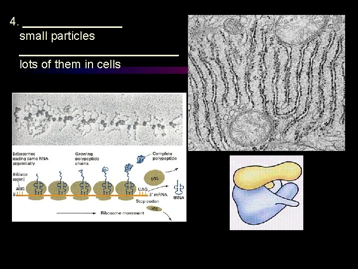 4. ________ small particles ____________ lots of them in cells 