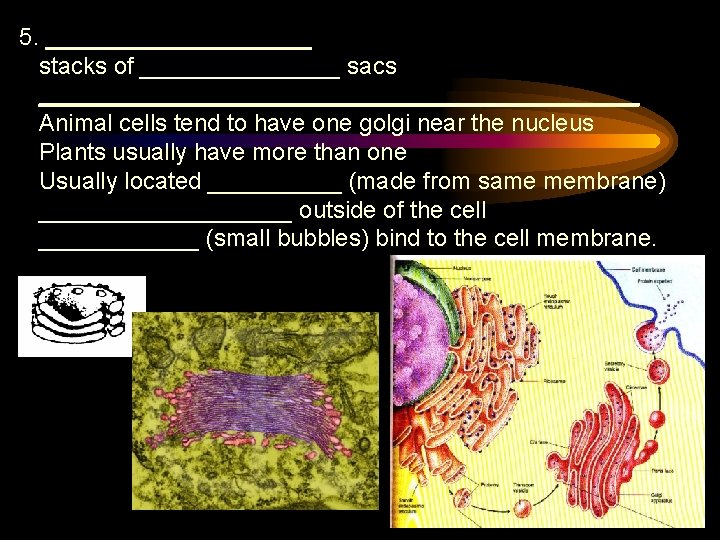 5. __________ stacks of ________ sacs _______________________ Animal cells tend to have one golgi