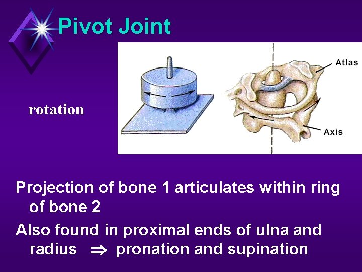 Pivot Joint rotation Projection of bone 1 articulates within ring of bone 2 Also