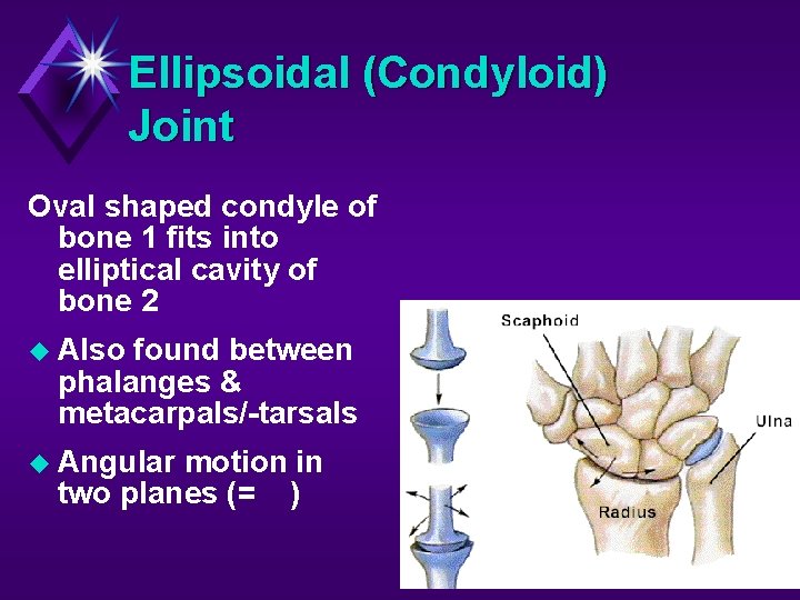 Ellipsoidal (Condyloid) Joint Oval shaped condyle of bone 1 fits into elliptical cavity of