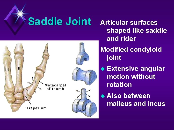 Saddle Joint Articular surfaces shaped like saddle and rider Modified condyloid joint Extensive angular
