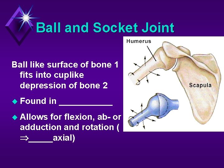Ball and Socket Joint Ball like surface of bone 1 fits into cuplike depression