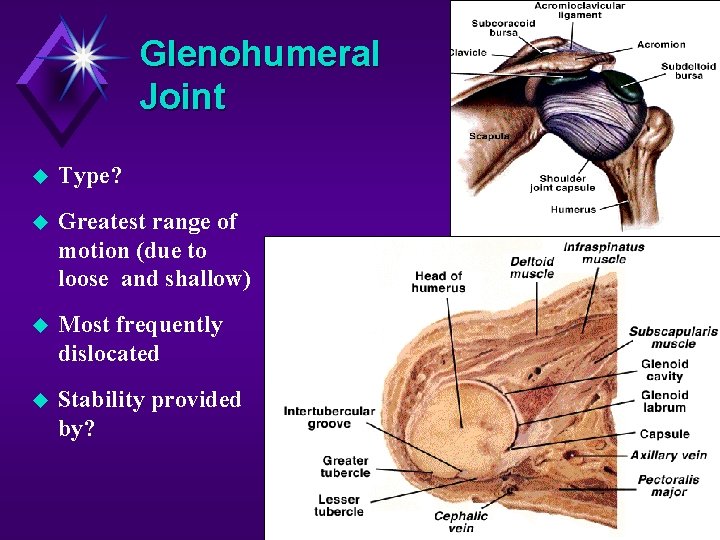 Glenohumeral Joint Type? Greatest range of motion (due to loose and shallow) Most frequently