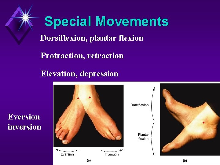 Special Movements Dorsiflexion, plantar flexion Protraction, retraction Elevation, depression Eversion inversion 