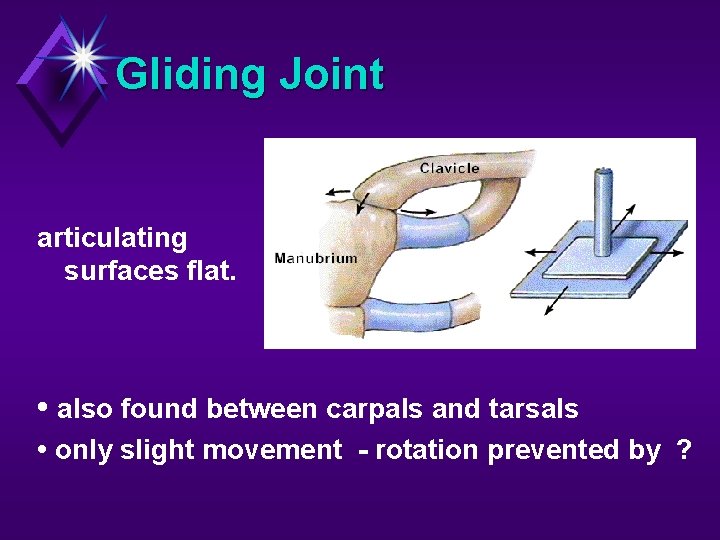 Gliding Joint articulating surfaces flat. • also found between carpals and tarsals • only