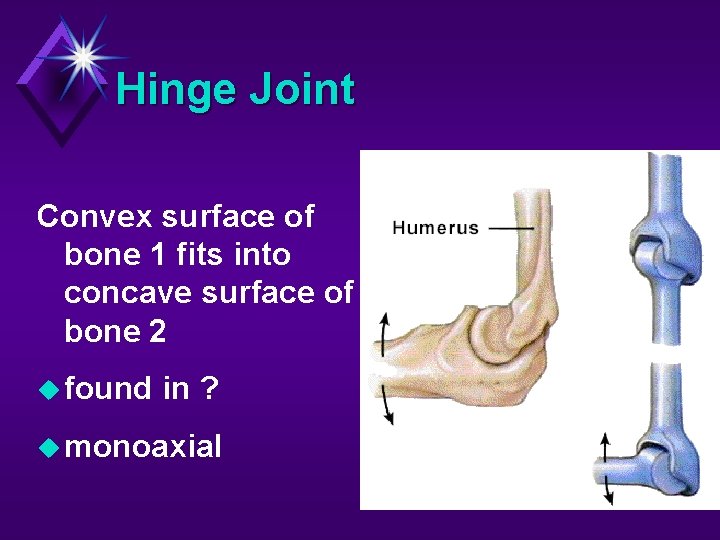Hinge Joint Convex surface of bone 1 fits into concave surface of bone 2