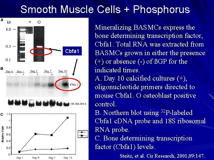 Smooth Muscle Cells + Phosphorus Cbfa 1 + _ Mineralizing BASMCs express the bone