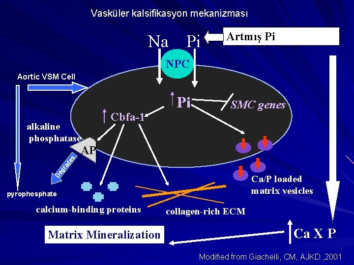 Vasküler kalsifikasyon mekanizması Na Pi Artmış Pi NPC Aortic VSM Cell alkaline phosphatase Cbfa-1