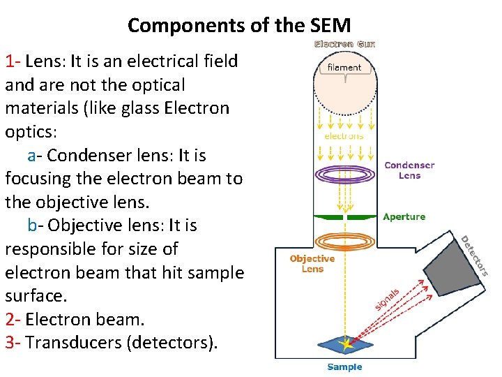 Components of the SEM 1 - Lens: It is an electrical field and are