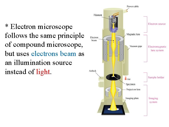 * Electron microscope follows the same principle of compound microscope, but uses electrons beam