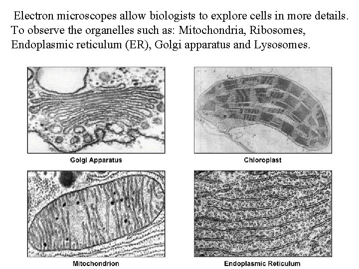 Electron microscopes allow biologists to explore cells in more details. To observe the organelles