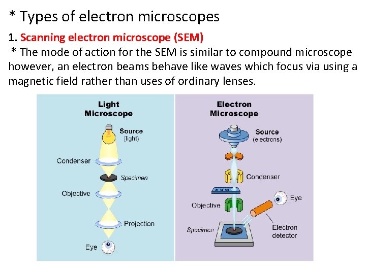 * Types of electron microscopes 1. Scanning electron microscope (SEM) * The mode of