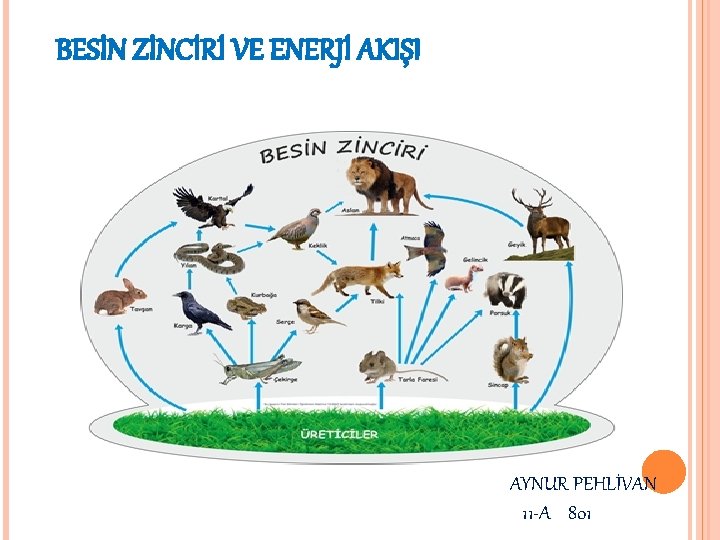 BESİN ZİNCİRİ VE ENERJİ AKIŞI AYNUR PEHLİVAN 11 -A 801 