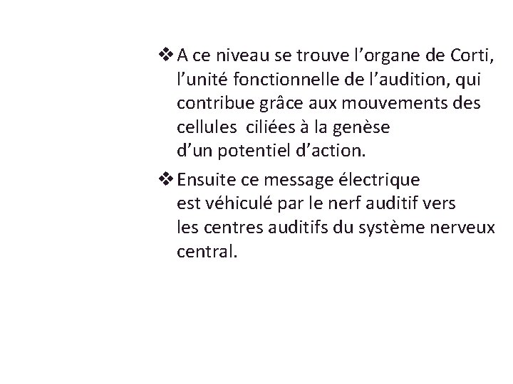 v A ce niveau se trouve l’organe de Corti, l’unité fonctionnelle de l’audition, qui