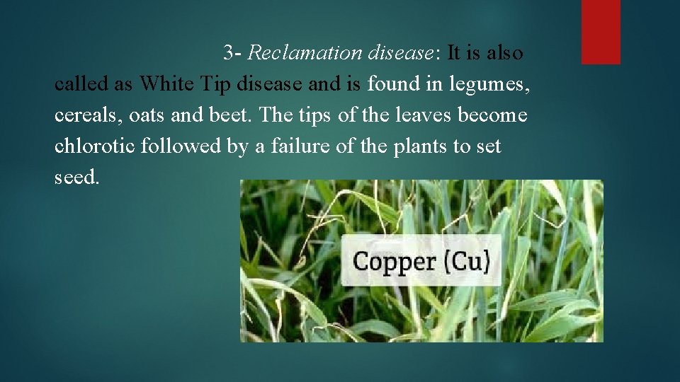 3 - Reclamation disease: It is also called as White Tip disease and is