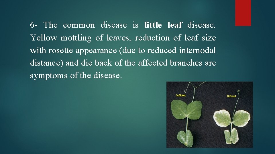 6 - The common disease is little leaf disease. Yellow mottling of leaves, reduction